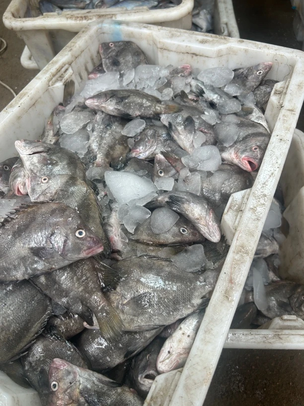 1.17山东海捕新鲜包公鱼，净重5斤鱼顺丰包邮