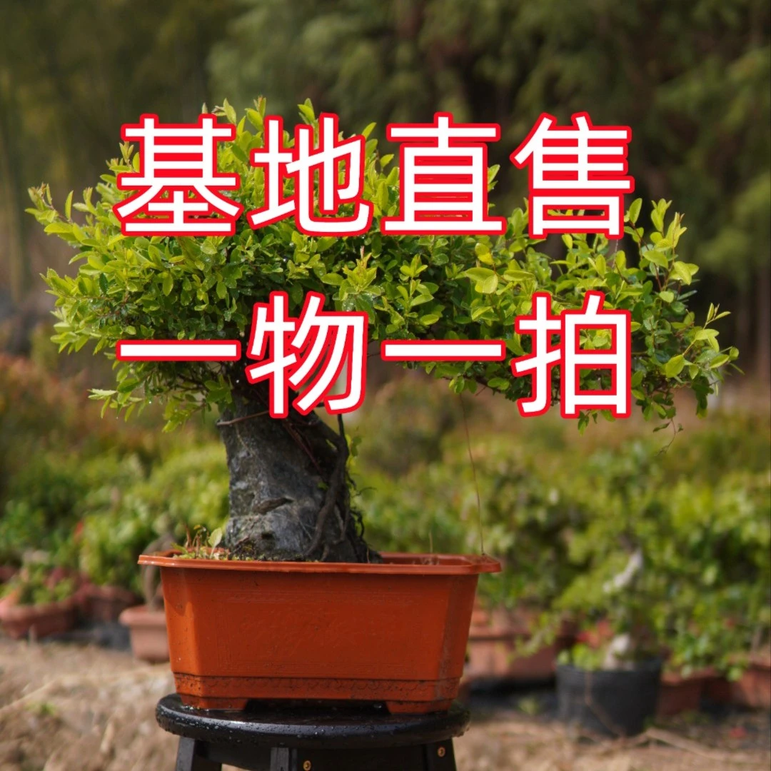 老桩成品罗汉松赤楠黄杨榆树九里香等庭院绿色景观盆景素材现货