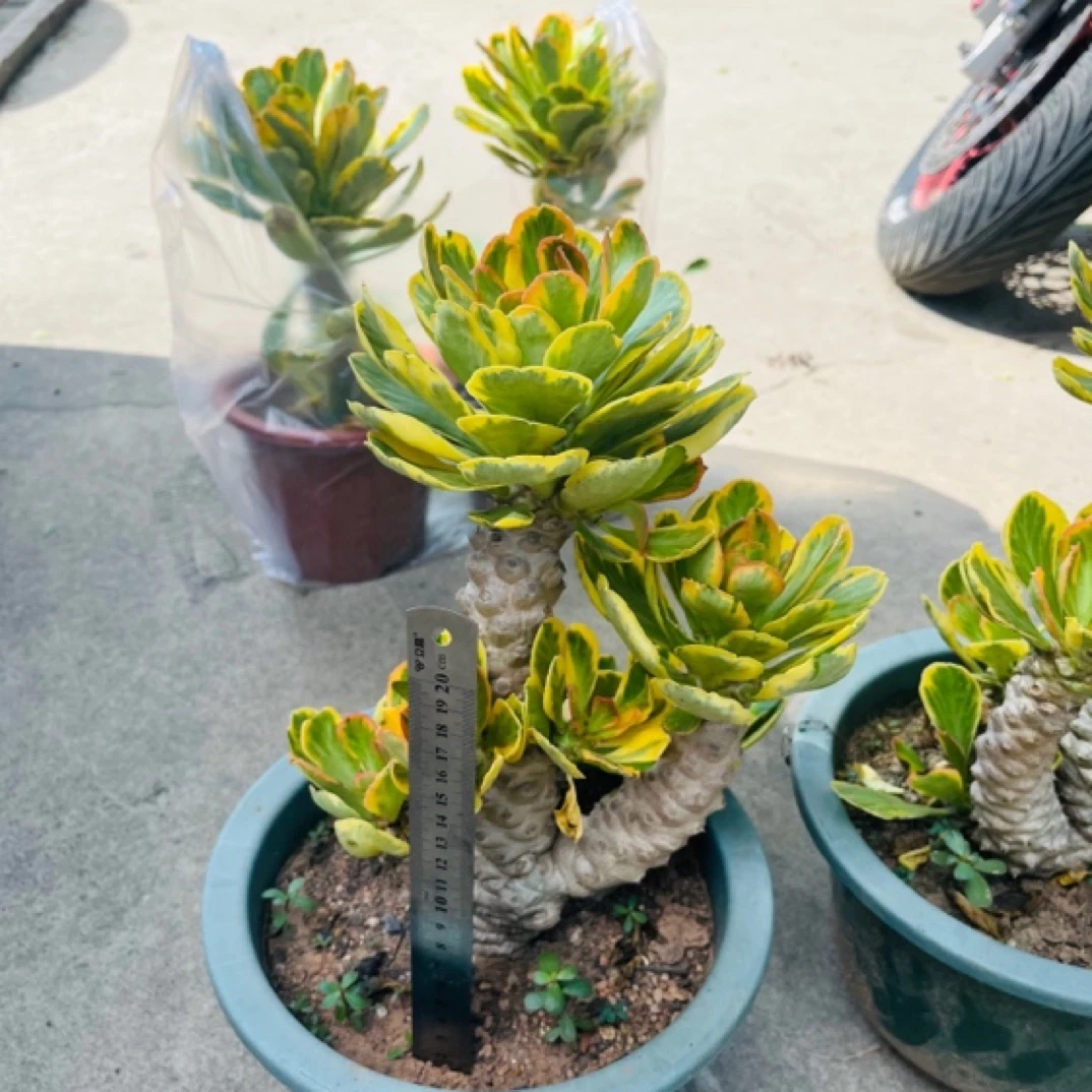 大戟科扇贝麒麟锦盆景盆栽多肉花卉绿植阳台办公桌