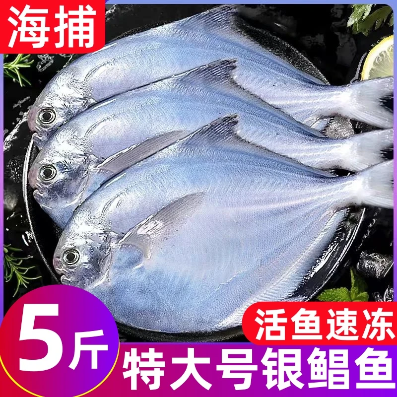 大号深海银鲳鱼白鲳鱼平鱼海鱼新货速冻
