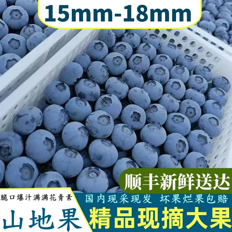 【直播山地蓝莓大果10盒】蓝莓15+新鲜现摘现发一盒100克蓝莓