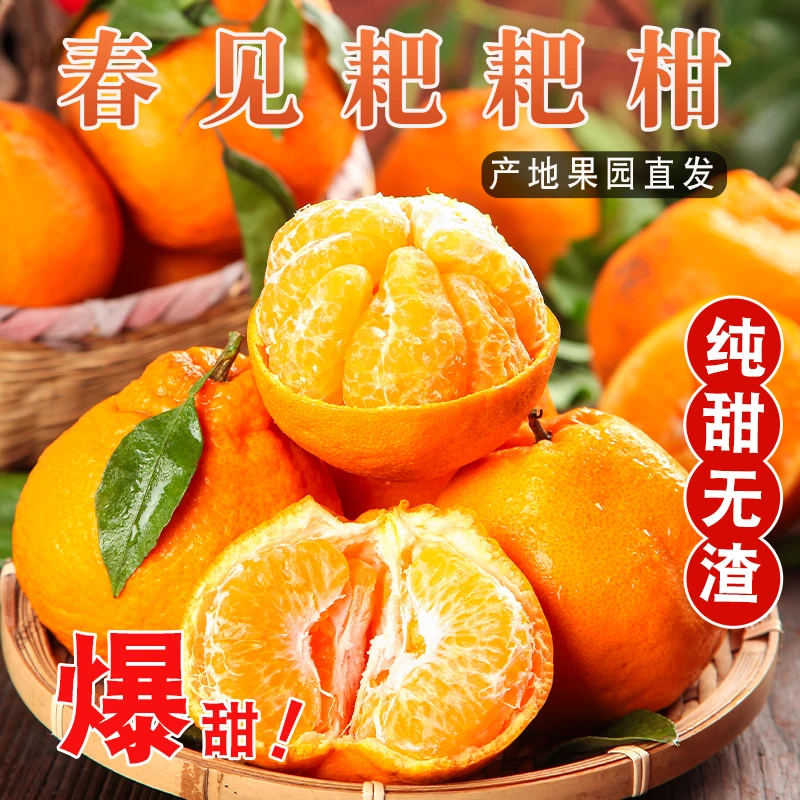 【偏远不发】正宗四川春见耙耙柑新鲜采摘爆甜多汁清甜爽口5/8/斤