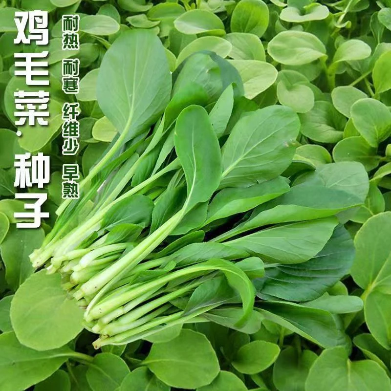 【全店满5包包邮】四季鸡毛菜耐寒速生小白菜小青菜小油菜盆栽庭