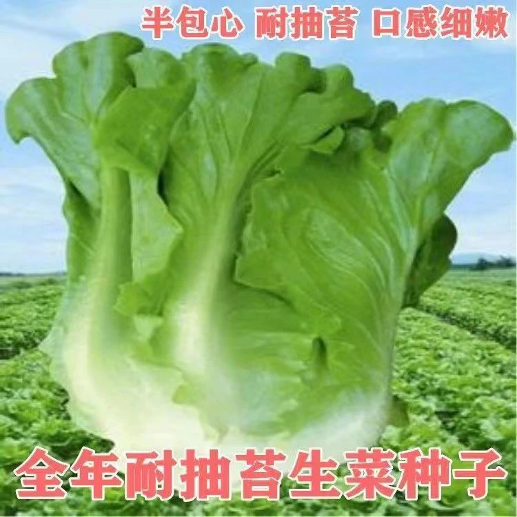 【全店满5包包邮】四季奶油生菜种子籽阳台四季播蔬菜种子沙拉菜可