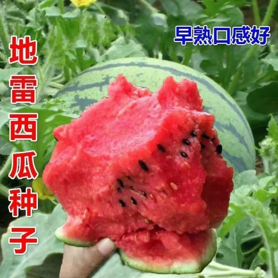 【全店满5包包邮】懒汉地雷西瓜种子超级花皮地雷王种子易种植庭院