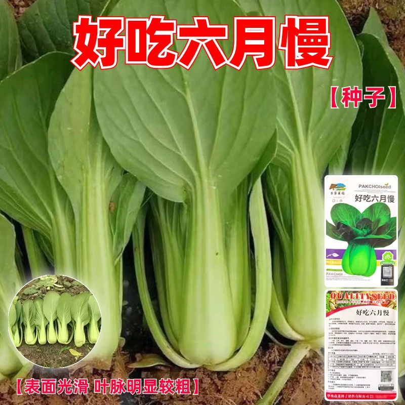 【全店满5包包邮】好吃六月慢种子正宗四季蔬菜种耐热上海青种子六