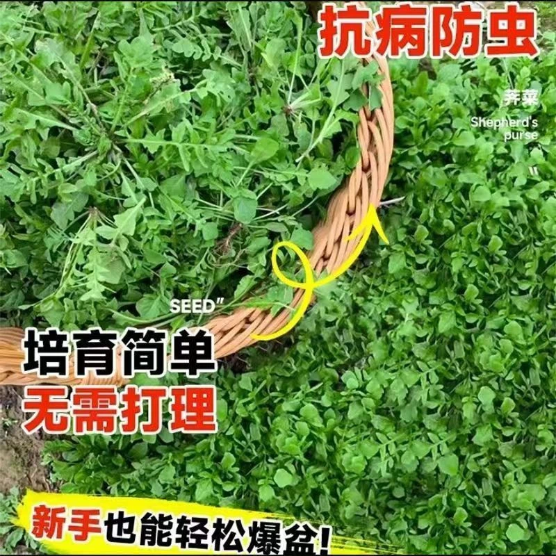 【满5包包邮】野生荠菜种子春冬季耐热耐寒四季播种农家田园盆栽地