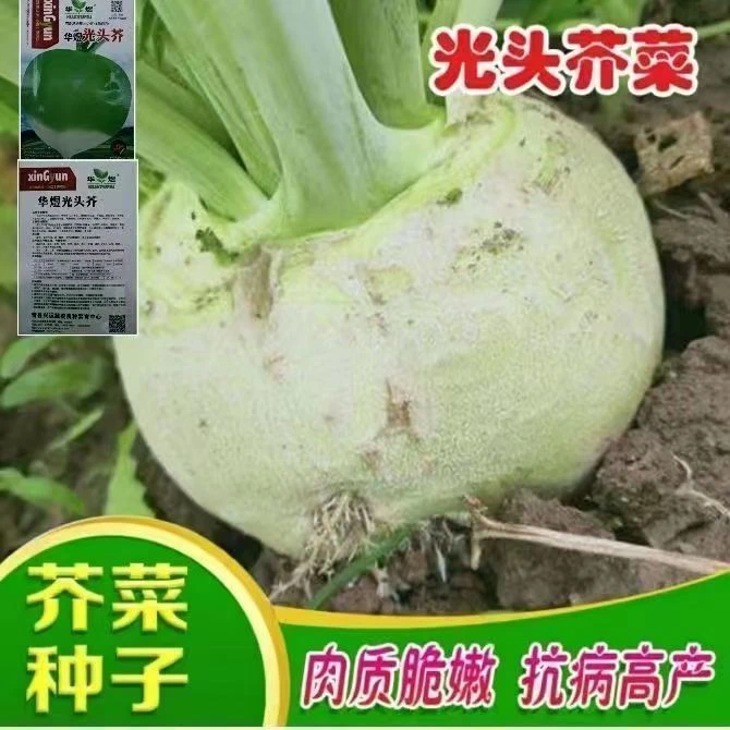 【全店满5包包邮】光头芥种子精选大头菜圆头光面芥菜籽腌制榨菜种