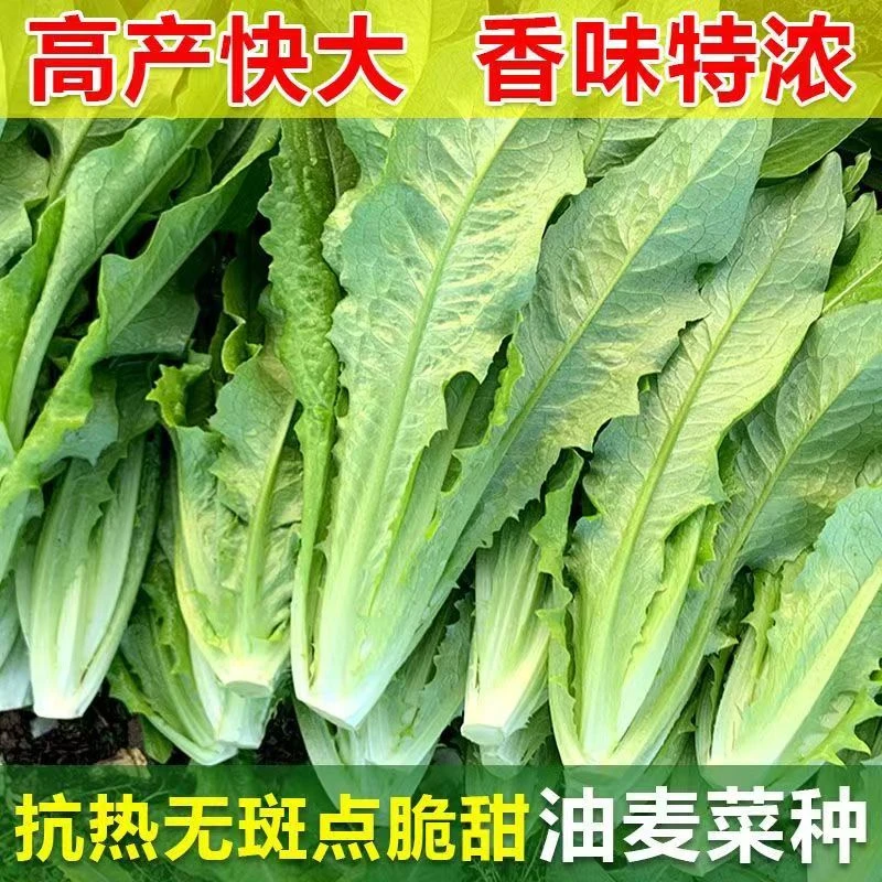 【全店满5包包邮】无斑油麦菜种子四季清香油麦菜莴苣菜种阳台盆栽