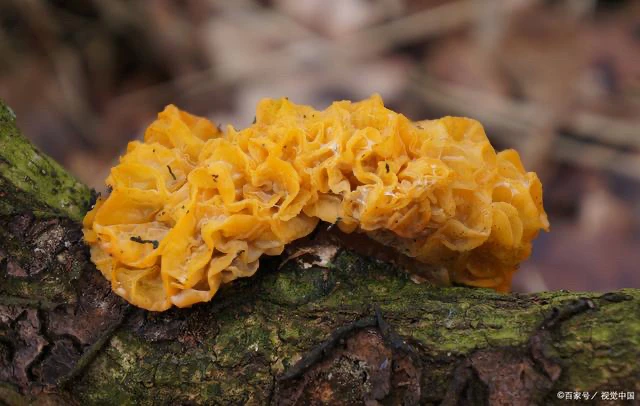 云南高山农家现收金耳自然晒干，软糯煲汤炖肉金耳菌干