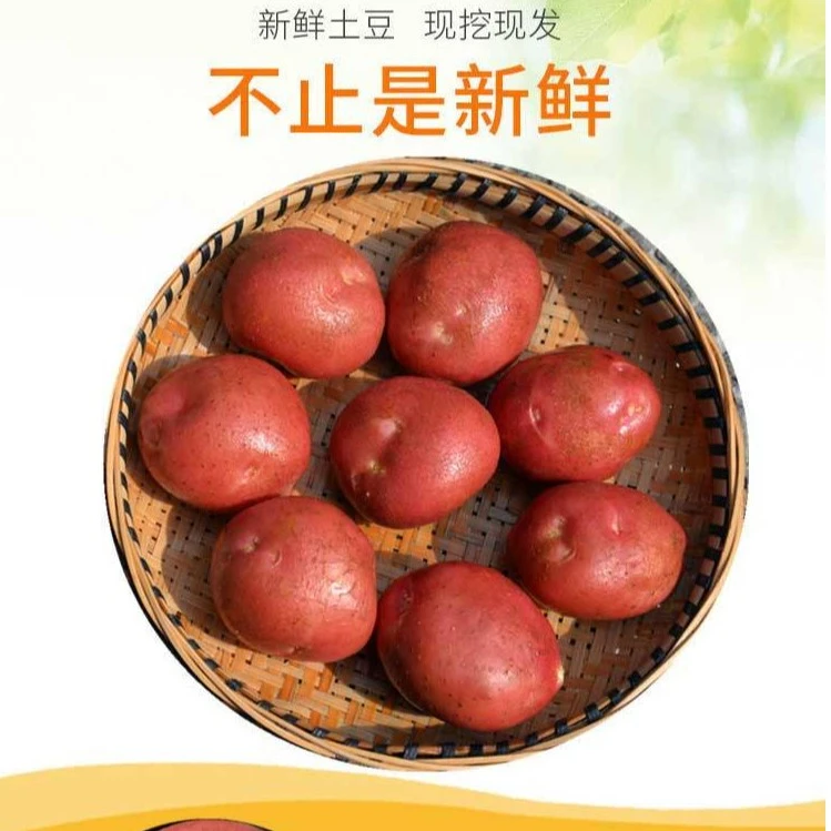 云南土特产链接（一物一拍）土豆红皮土豆 食用农产品500g