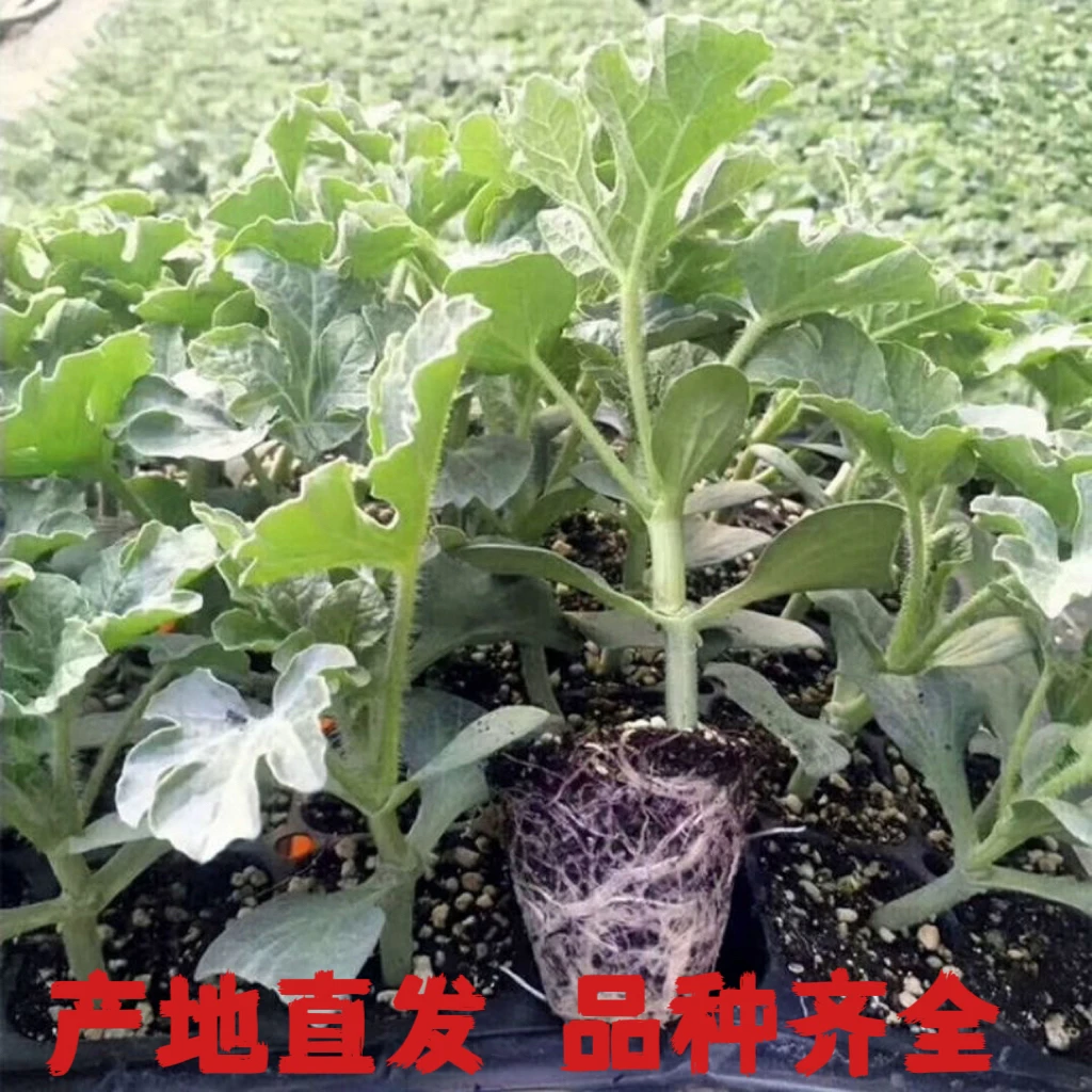 【西瓜苗】冰糖心麒麟8424西瓜苗懒汉西瓜苗甜王西瓜苗现货包邮阳台