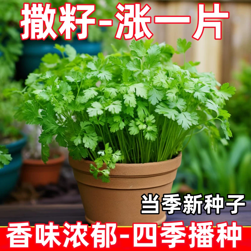 四季速生大叶香菜新鲜蔬菜香菜浓香味正三天生香菜农家种大叶香菜