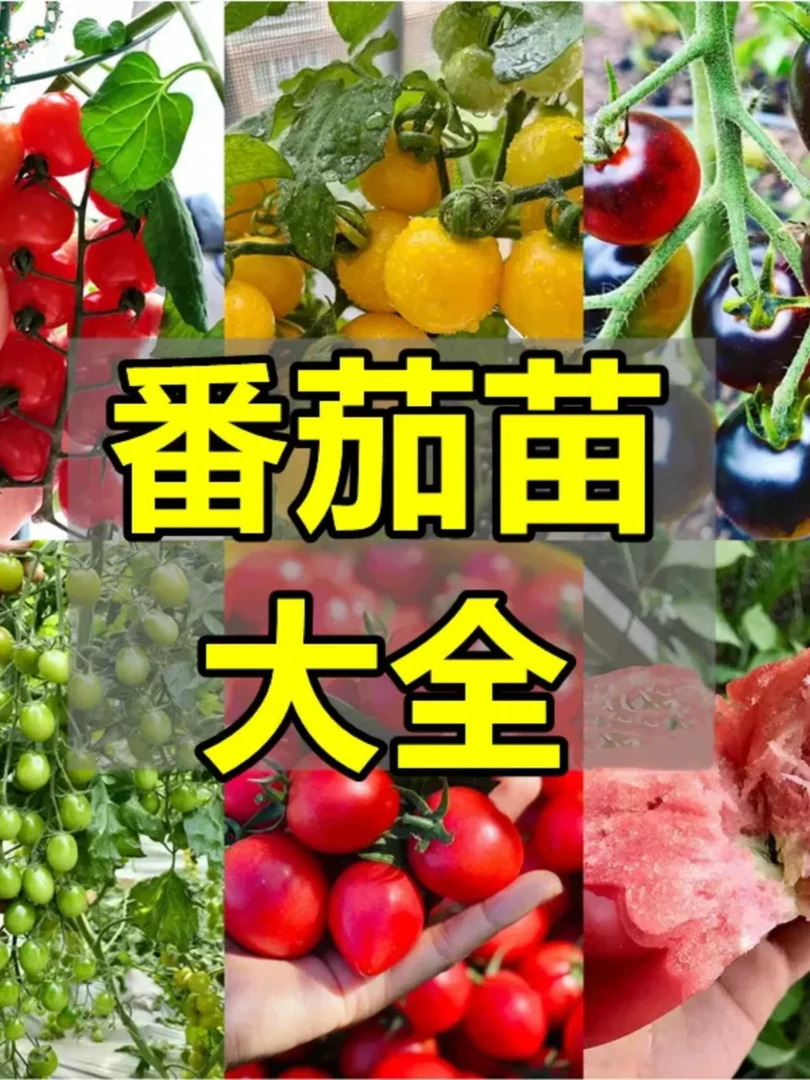 山东寿光各种番茄苗大全千禧大粉小黑番茄苗阳台盆栽小院种植现货