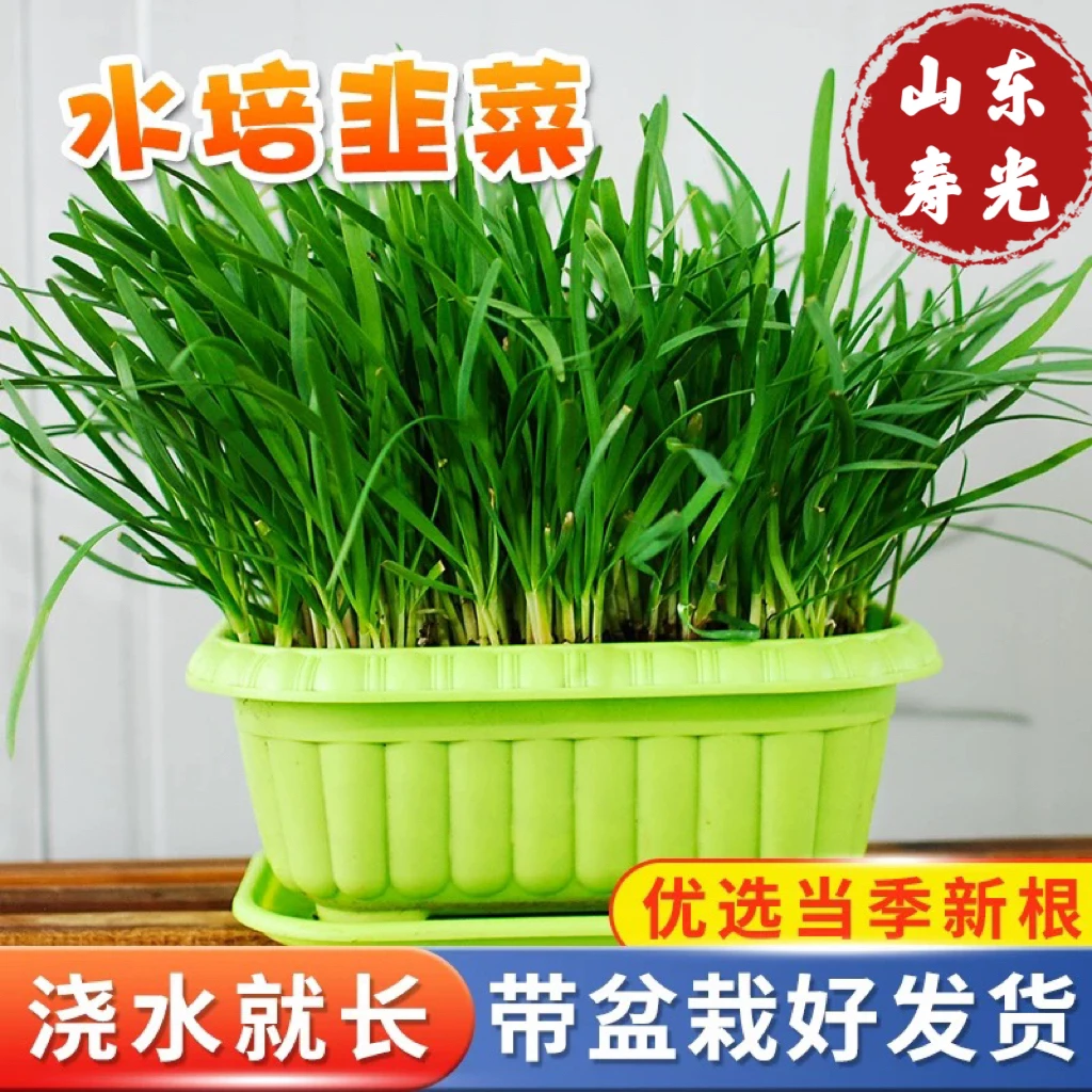水培韭菜盆景韭菜根水培无土蔬菜黄韭带盆根苗室内盆栽蔬菜秧苗