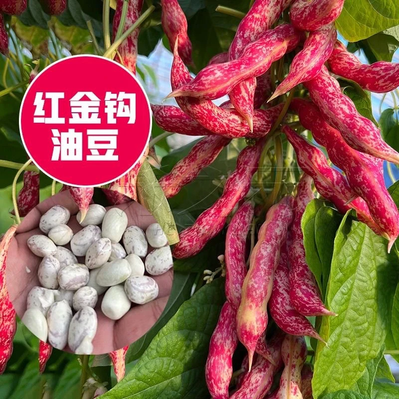 东北红金钩豆角现摘的油豆新鲜蔬菜颗粒饱满软烂5斤装