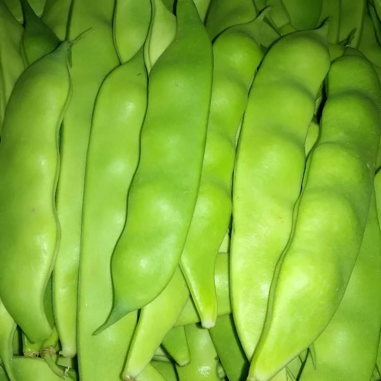 无筋豆角新鲜九月青正宗东北油豆角5斤包邮开锅烂东北特产新鲜