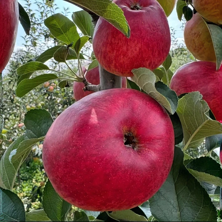 云南昭通丑苹果冰糖心新鲜水果高山催熟香甜现摘自然当天果园正宗
