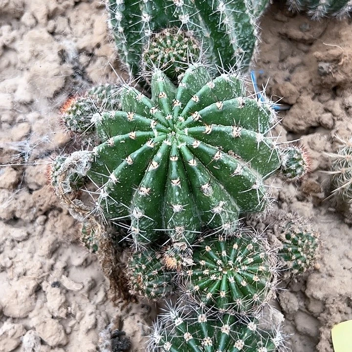 ℋ****山脉天际线开花大球