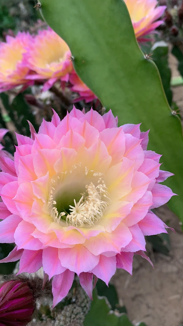 仙人球盆栽  彩草马丙（满30包邮）