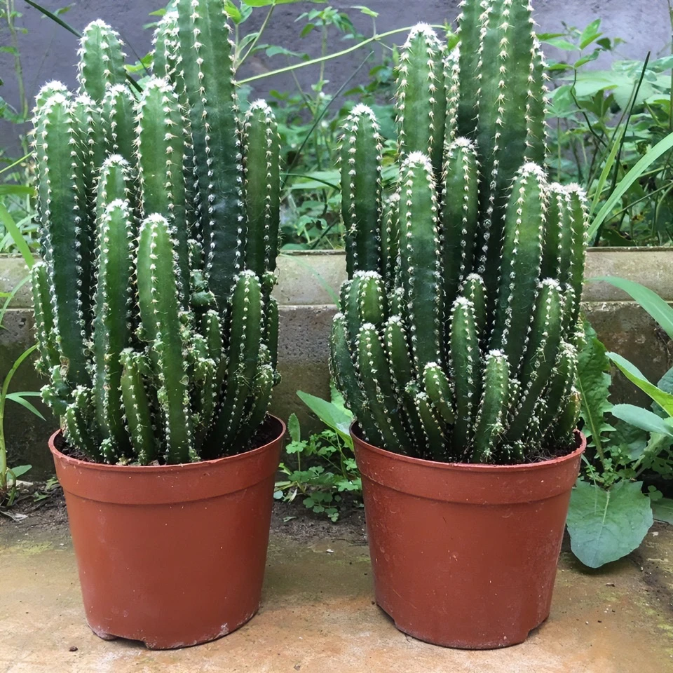 万重山仙人掌多肉植物花卉绿植盆栽阳台四季好养易活绿植仙人球多
