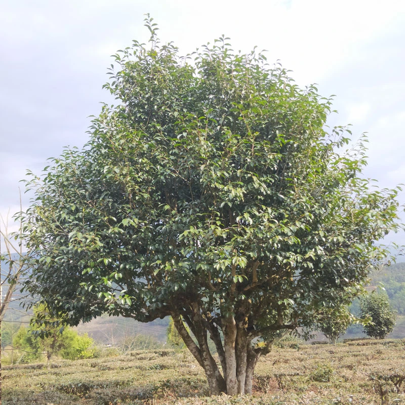 大单株普洱茶100g百花香入口就甜回甘生津