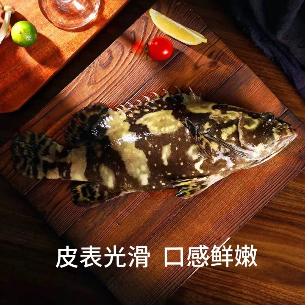 深海龙胆 珍珠石斑鱼450g-550g/条 活鱼速冻锁鲜 顺丰冷链（6）