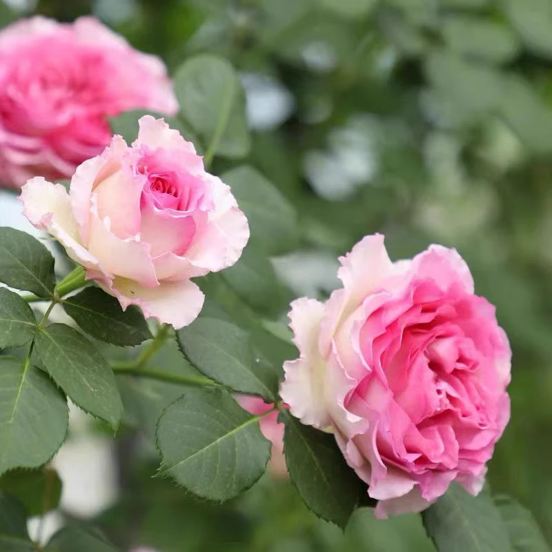 无刺罗伊爬藤蔷薇花浓香特大花四季开花藤本月季罗衣庭院阳台花墙