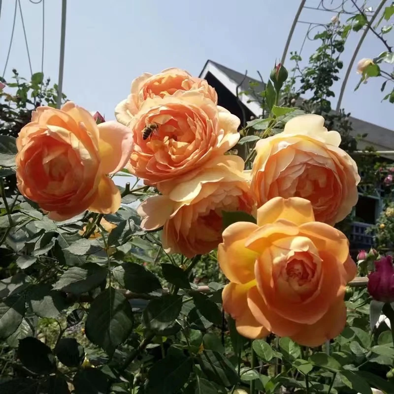 猪猪花园夏洛特夫人爬藤月季奥斯丁藤本庭院露台花卉植物盆栽大苗