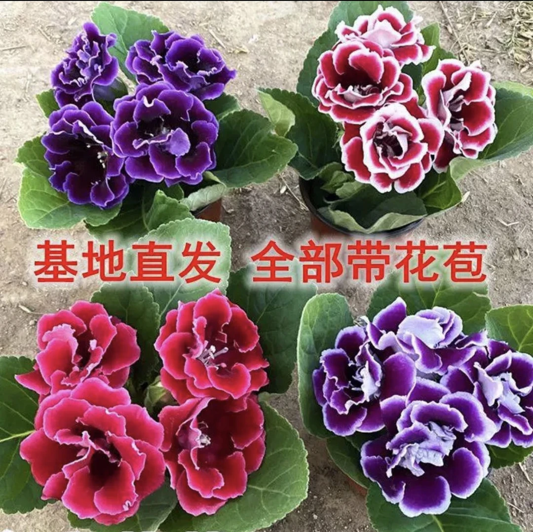 【四盆四色大岩桐】盆栽带花苞富贵芙蓉花四季开花好养易活原盆养活
