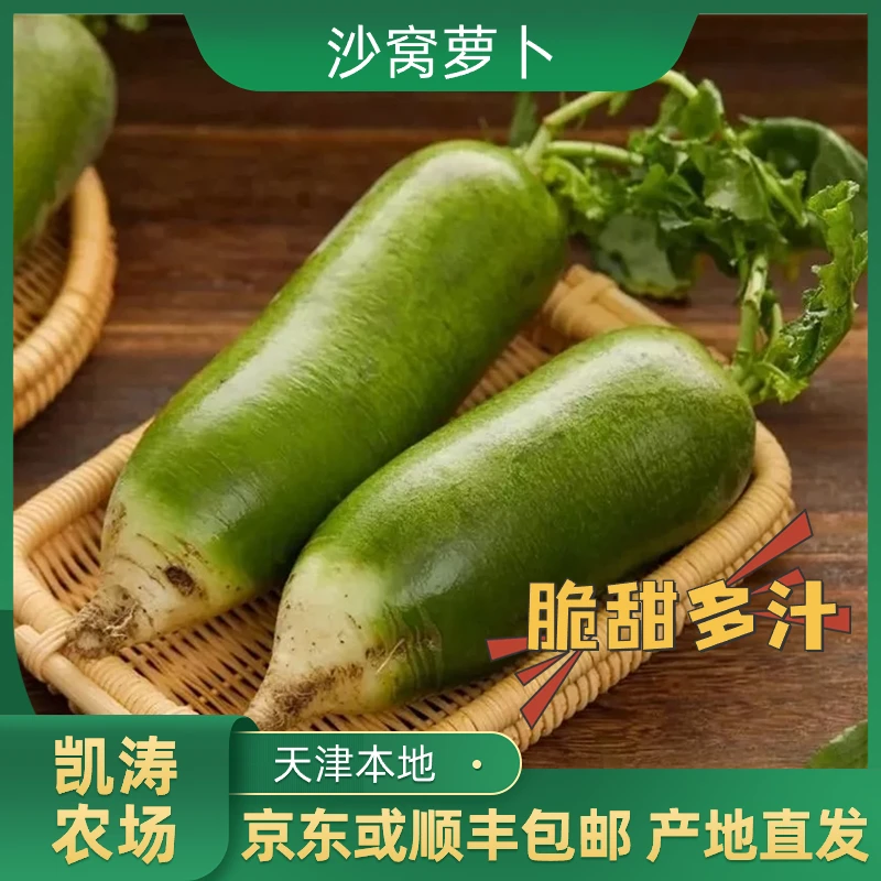 正宗天津沙窝水果萝卜5斤±2两  青萝卜 脆甜