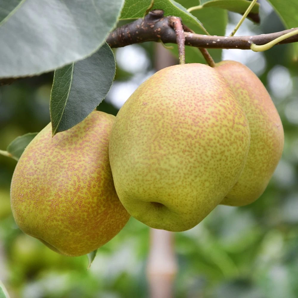 天津本地红香酥梨 现摘现发 京东顺丰包邮