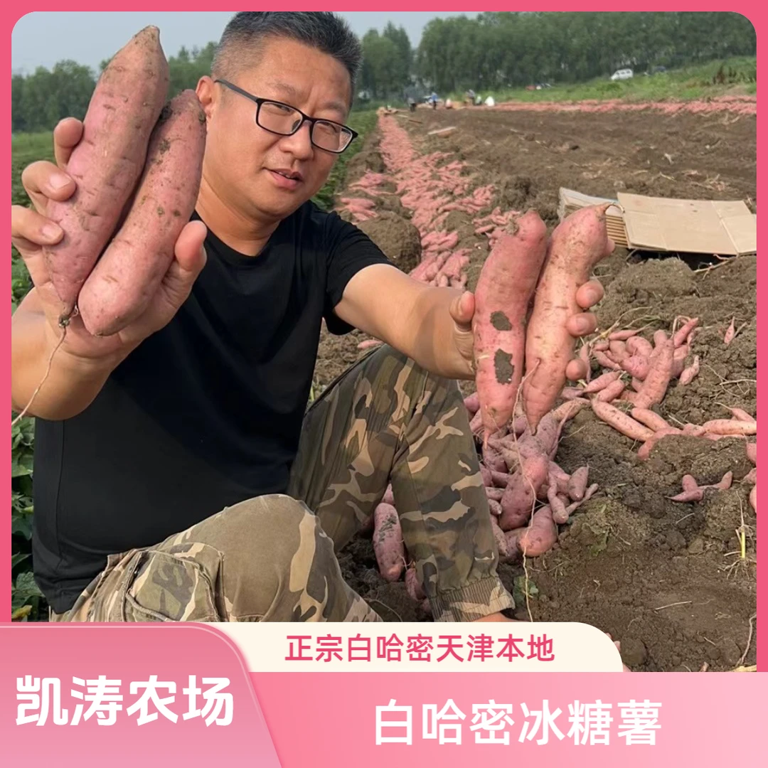 正宗白哈蜜冰糖薯白薯现挖现发5/8斤 京东或顺丰包邮