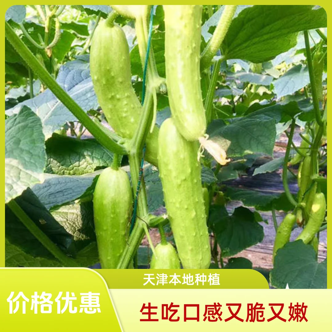 本地翠白玉黄瓜3斤 适合生吃脆嫩 新鲜采摘水果翠白玉黄瓜