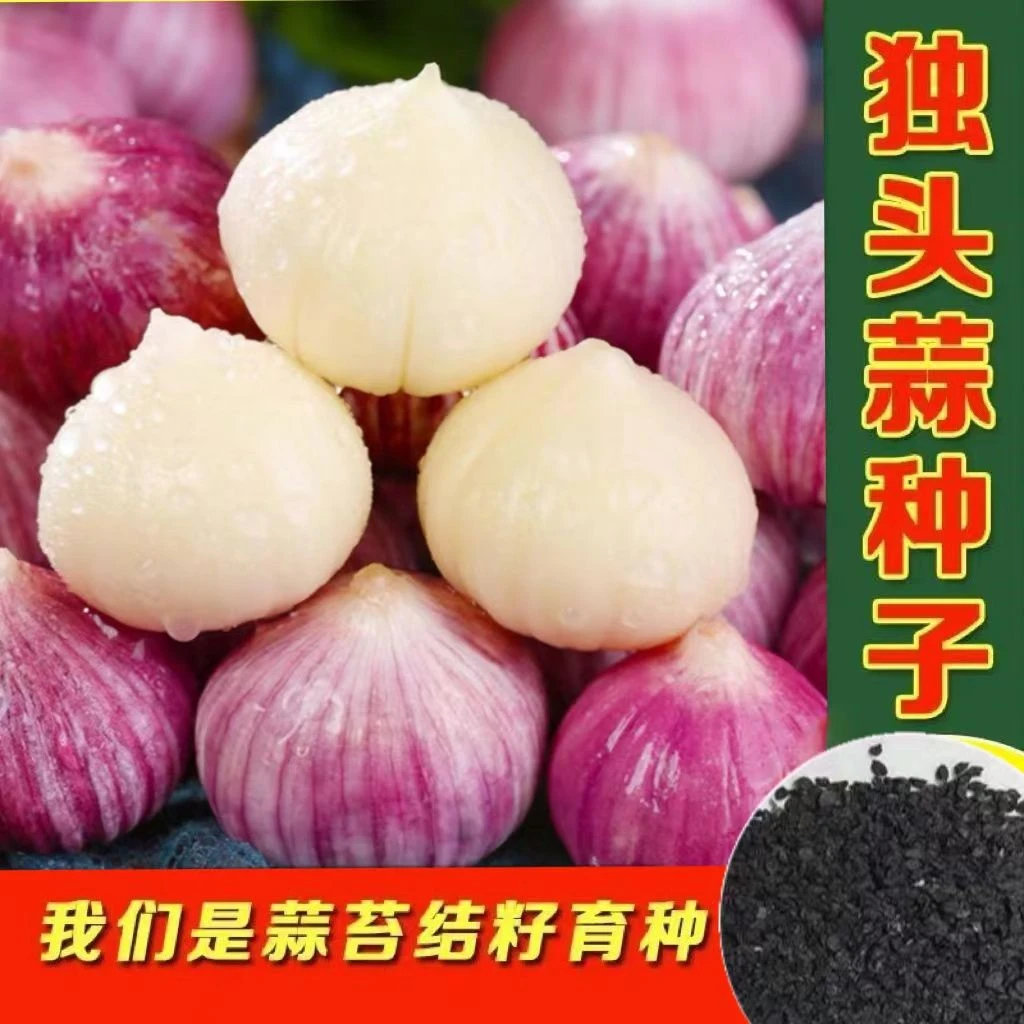 【9.9元5包】独头蒜种子 紫皮独头蒜 云南独头蒜种籽 紫皮大蒜种子