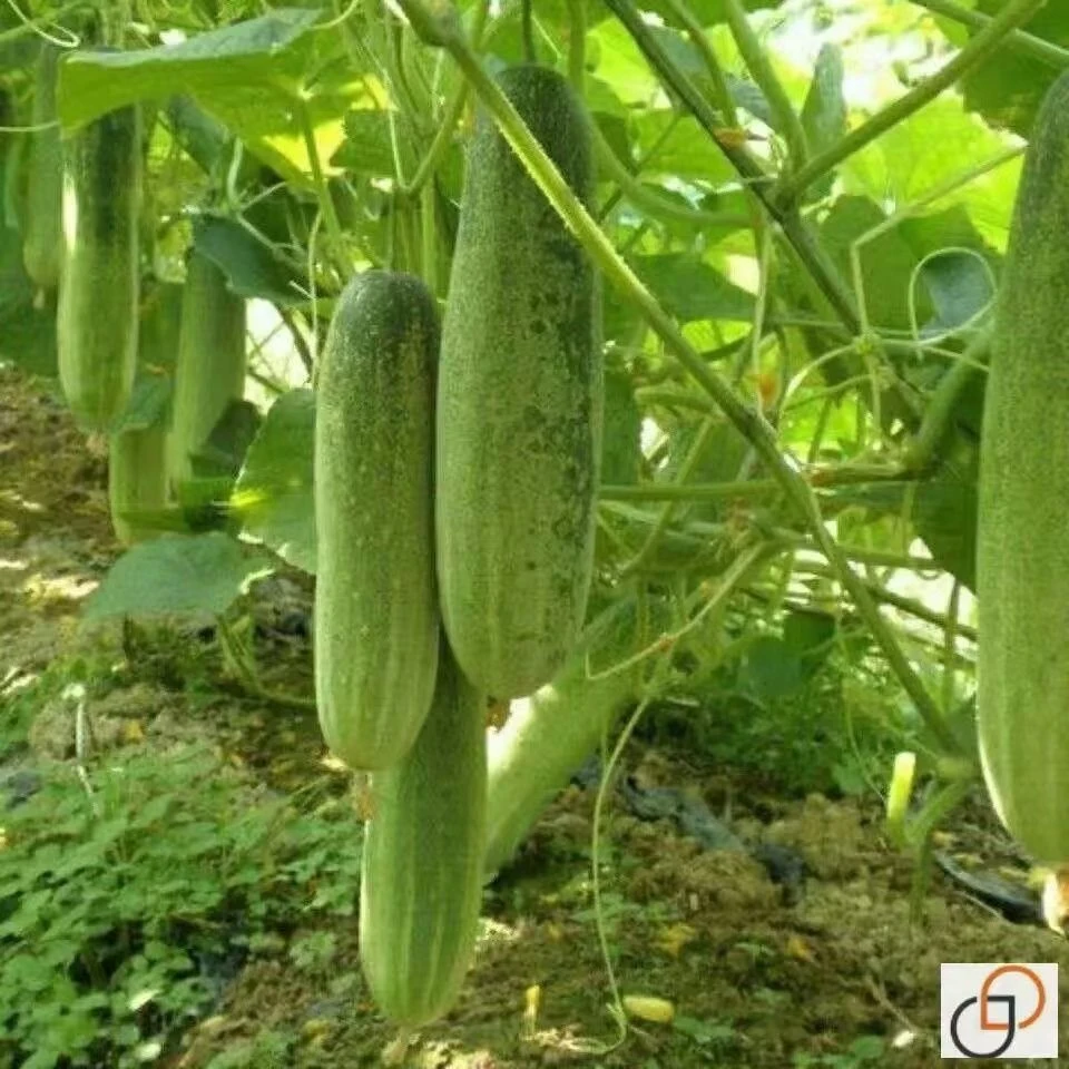 湖北恩施富硒本地黄瓜，农家自种，不打农药，农家肥