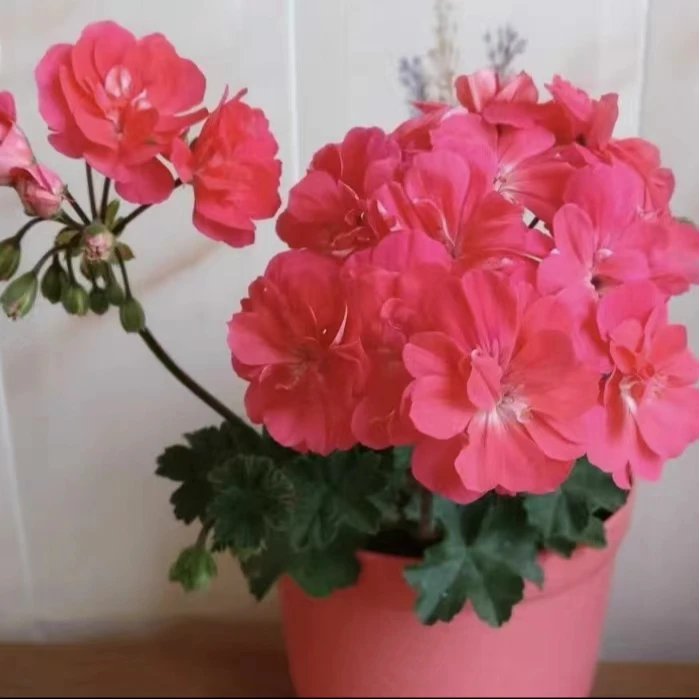 天竺葵半兽莱娜