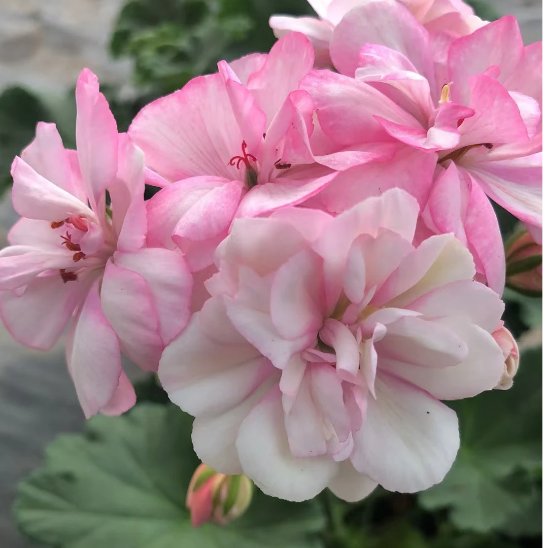直立天竺葵绝代双骄（又名花样年华）