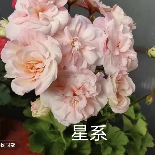 直立天竺葵星系