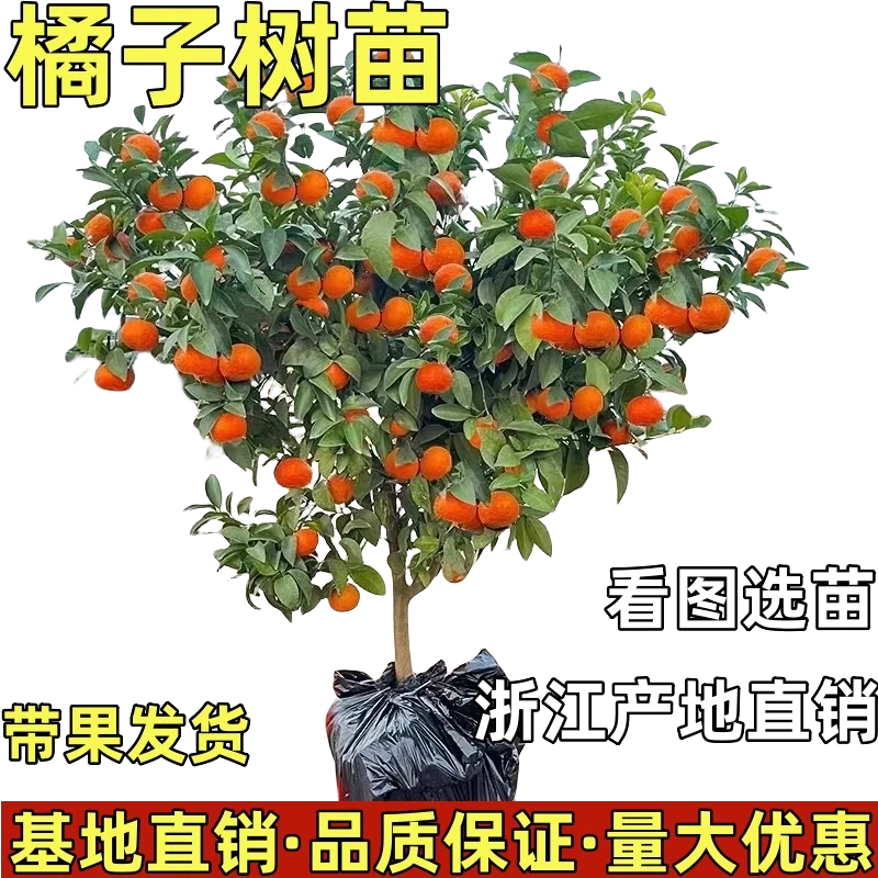 砂糖橘子树苗柑橘苗当年结果庭院阳台地栽盆栽