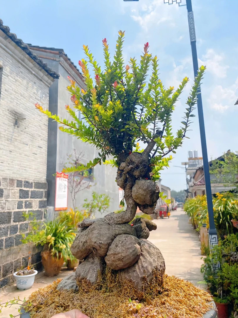 树萝卜（盆景绿植）艺叶红花紫果常绿好养