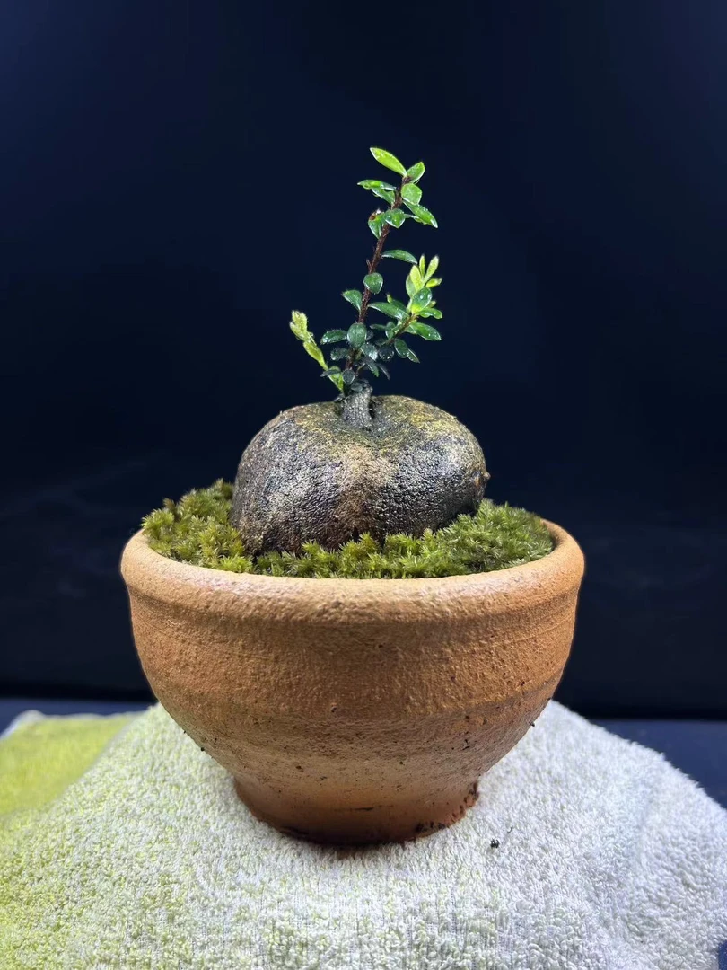 树萝卜盆景米叶红花（自选）老桩红花观根紫果好养