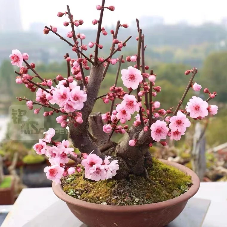 梅花老桩盆景【100-300】一物一拍