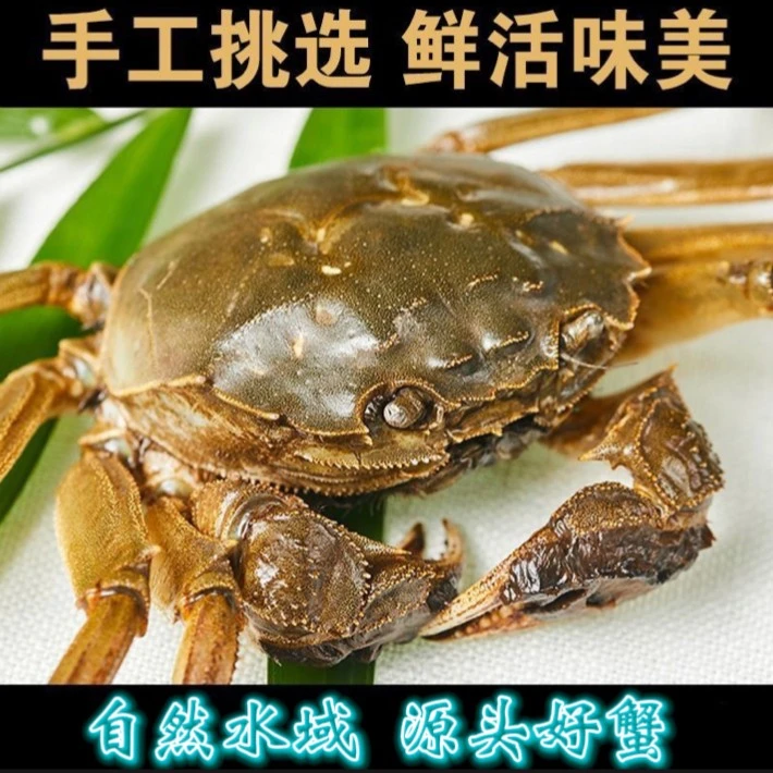 【关注 加单 16只二两大闸蟹】红膏大闸蟹2两母蟹去绳净重2.3-1.8两