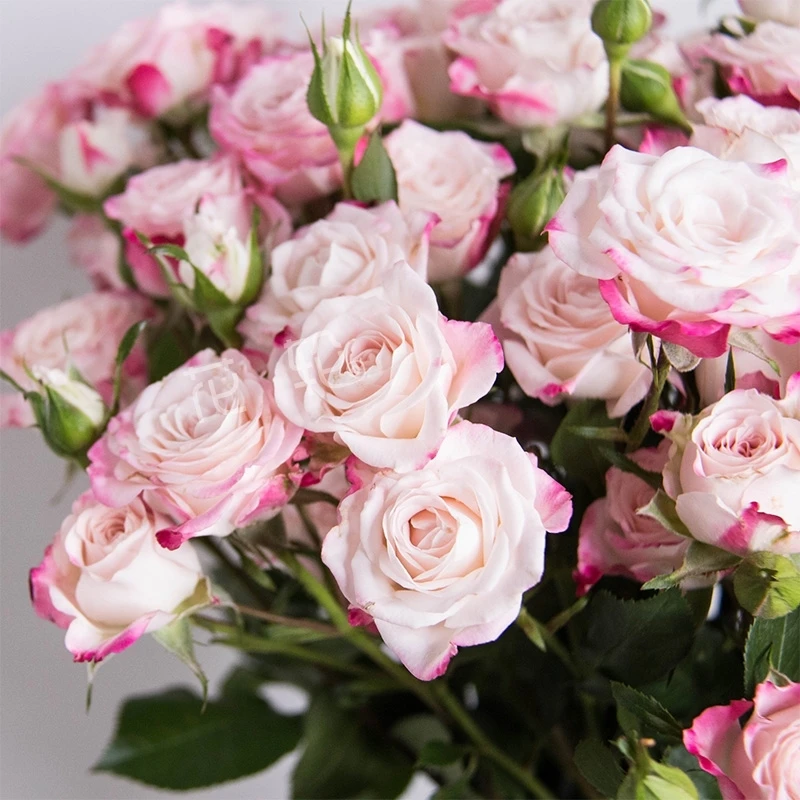 月季藤本~折射泡泡视频月季扦插花苗玫瑰多季开花校服玫瑰花霸王