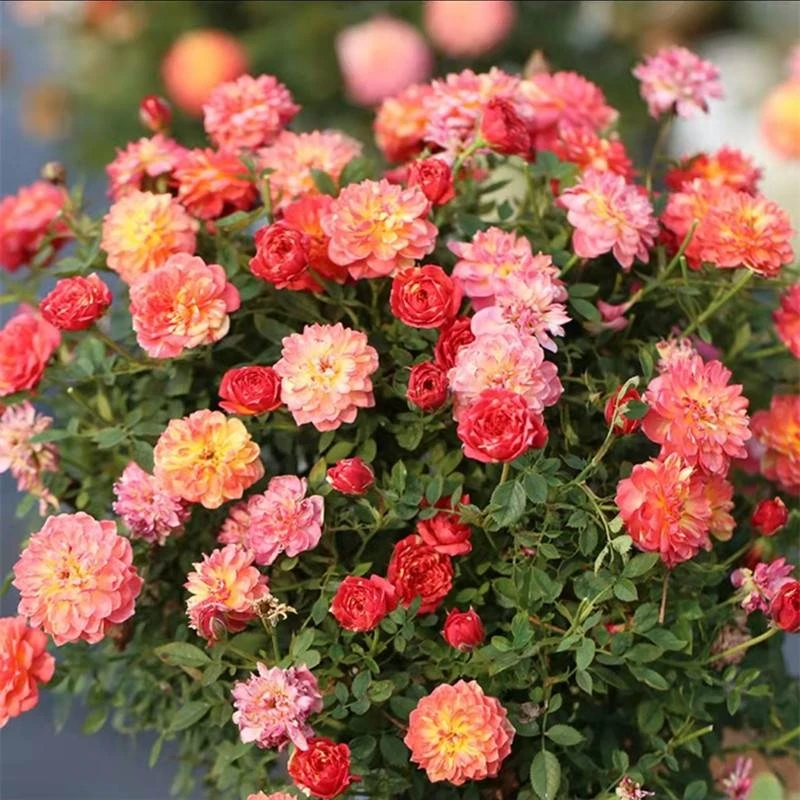 月季~躲躲藏藏月季花苗玫瑰花室内绿植花卉阳台阳黄色橙色日本