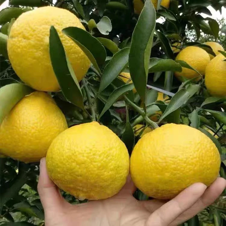 直播间庭院绿植一物一拍