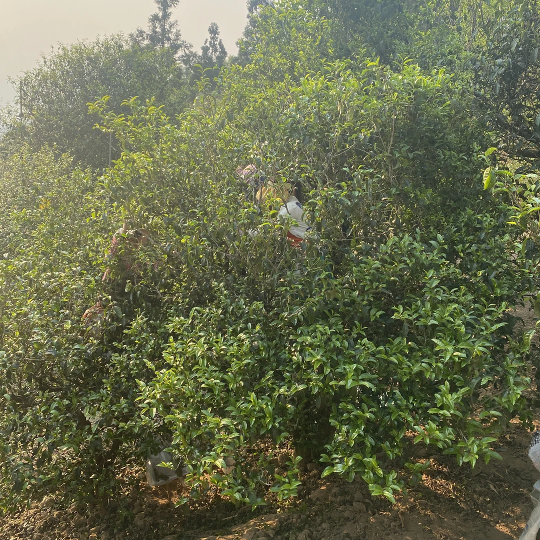 2025新茶 岩茶曼岗古树春（阿俊推荐）