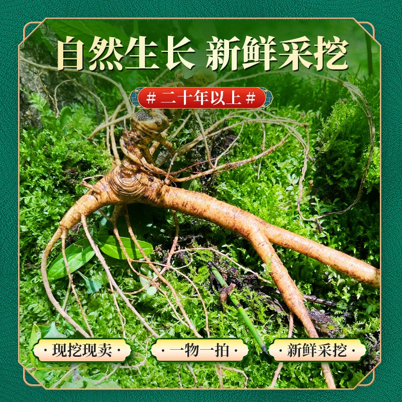 韵廷堂长白山东北鲜人参营养现场采挖新鲜煲汤泡酒深山精选