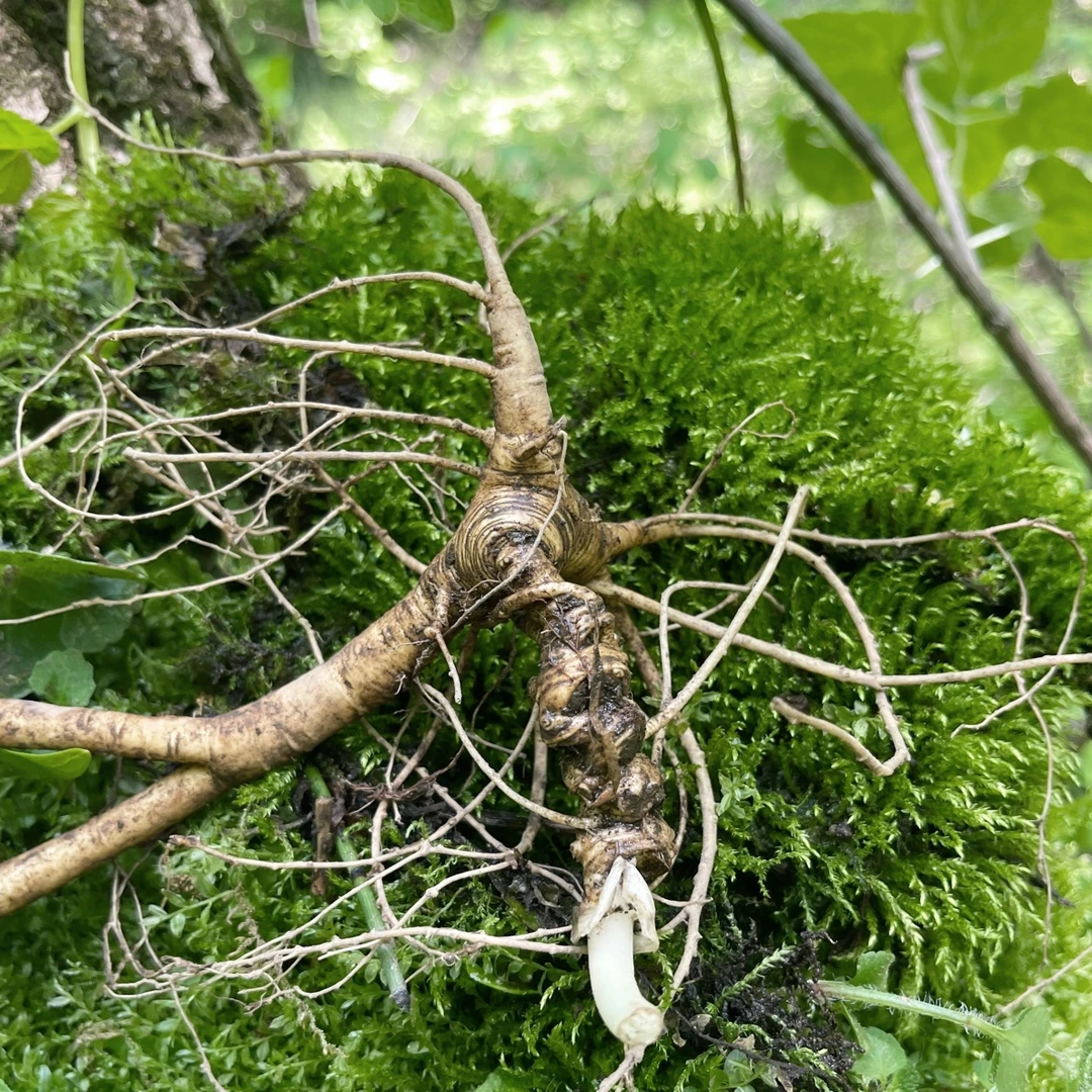 长白山山参精选高品质一物一拍参茸滋补品